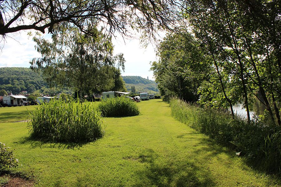 Grüne Uferwiese mit Schilf und Bäumen am Neckar auf dem Campingplatz